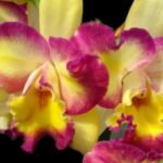 Cattleya Pot. Shin Shiang Diamond Tai Young (3.5” pot)