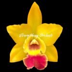 In Sheath Rhyncattleanthe (Netrasiri Starbright x Kauai Starbright) 'STK' (3.5 pot)