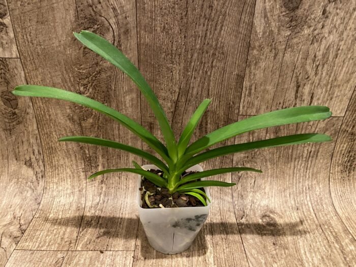 Vanda Kultana Orange x V. Kultana Violetta (Blooming Size, 3.5” Pot) - Image 3