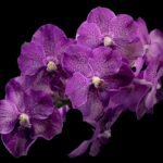 Vanda Kultana Violetta Blue (Blooming Size, 3.5” Pot)