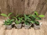 Cattleya Peckaviensis (schilleriana v. sanderiana x anclandiae) (3.5” pot) - Image 3