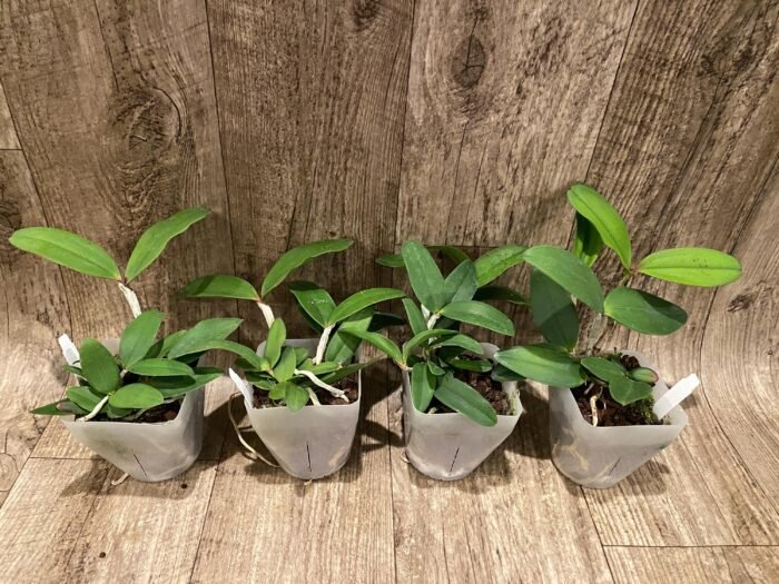Cattleya Peckaviensis (schilleriana v. sanderiana x anclandiae) (3.5” pot) - Image 3