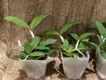 Cattleya Peckaviensis (schilleriana v. sanderiana x anclandiae) (3.5” pot) - Image 4