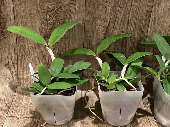 Cattleya Peckaviensis (schilleriana v. sanderiana x anclandiae) (3.5” pot) - Image 4