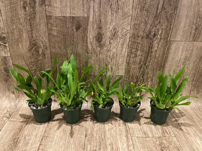 Double - Multi Spikes Fragrant Mini Oncidium Twinkle ‘Fantasy’ (3” Pot) - Image 4