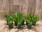 Double - Multi Spikes Fragrant Mini Oncidium Twinkle ‘Fantasy’ (3” Pot) - Image 2