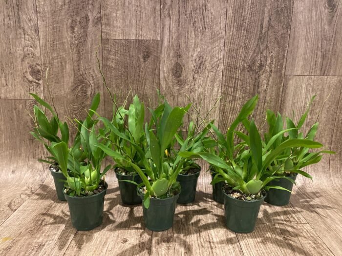 Double - Multi Spikes Fragrant Mini Oncidium Twinkle ‘Fantasy’ (3” Pot) - Image 2