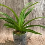 RARE  Phrag. Stairway to Heaven (humboldtii × wallisii 'Gary Dickey') Two Growths (4.5" pot)