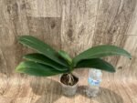 Phalaenopsis amabilis Large Flower (4.5" pot) - Image 4