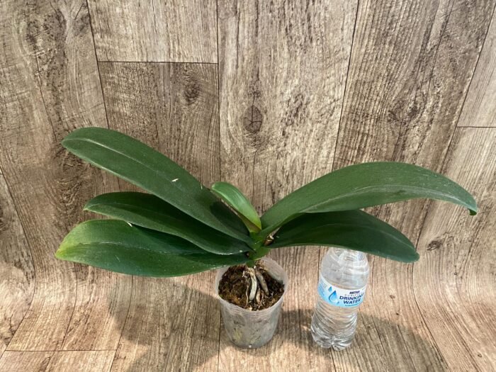 Phalaenopsis amabilis Large Flower (4.5" pot) - Image 4