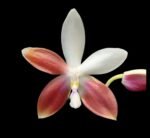 Fragrant - Phalaenopsis tetraspis 'C1' (MC) (3” Pot)
