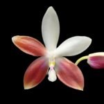 Fragrant - Phalaenopsis tetraspis 'C1' (MC) (3” Pot)