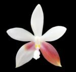 Fragrant - Phalaenopsis tetraspis 'C1' (MC) (3” Pot) - Image 2