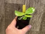 Rare Fragrant Phalaenopsis Princess Kaiulani × Dragon Tree Eagle (2” Pot) - Image 6