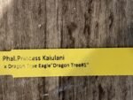 Rare Fragrant Phalaenopsis Princess Kaiulani × Dragon Tree Eagle (2” Pot) - Image 9