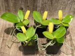 Rare Fragrant Phalaenopsis Princess Kaiulani × Dragon Tree Eagle (2” Pot) - Image 2