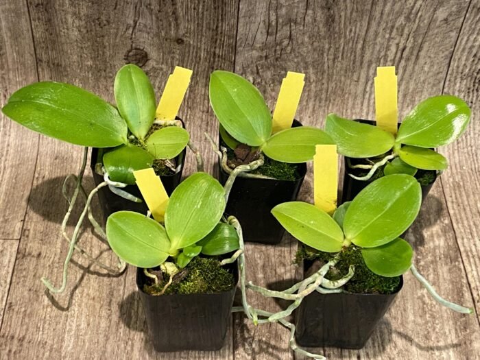 Rare Fragrant Phalaenopsis Princess Kaiulani × Dragon Tree Eagle (2” Pot) - Image 2