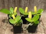Rare Fragrant Phalaenopsis Princess Kaiulani × Dragon Tree Eagle (2” Pot) - Image 3