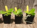 Rare Fragrant Phalaenopsis Princess Kaiulani × Dragon Tree Eagle (2” Pot) - Image 4