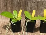 Rare Fragrant Phalaenopsis Princess Kaiulani × Dragon Tree Eagle (2” Pot) - Image 5