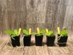 Rare Fragrant Phalaenopsis Princess Kaiulani × Dragon Tree Eagle (2” Pot) - Image 8