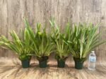 Overgrowth - Miltoniopsis Pierre Langeron × Goodhope Bay ‘Lagima’ (4” pot) - Image 2