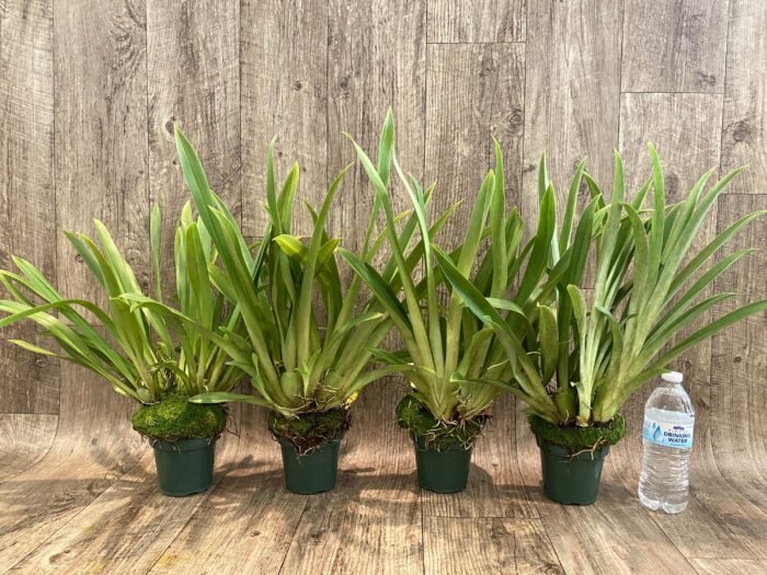 Overgrowth - Miltoniopsis Pierre Langeron × Goodhope Bay ‘Lagima’ (4” pot) - Image 2