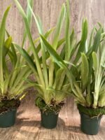Overgrowth - Miltoniopsis Pierre Langeron × Goodhope Bay ‘Lagima’ (4” pot) - Image 5
