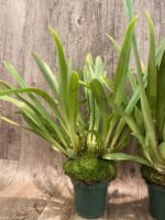 Overgrowth - Miltoniopsis Pierre Langeron × Goodhope Bay ‘Lagima’ (4” pot) - Image 7