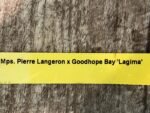 Overgrowth - Miltoniopsis Pierre Langeron × Goodhope Bay ‘Lagima’ (4” pot) - Image 8