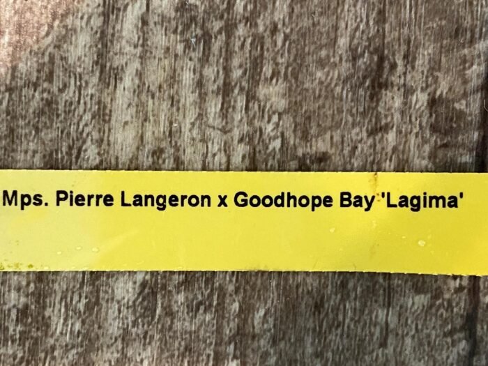 Overgrowth - Miltoniopsis Pierre Langeron × Goodhope Bay ‘Lagima’ (4” pot) - Image 8