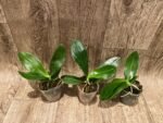 Fragrant Phalaenopsis amboinensis ‘Nicole’ x self (3” Pot) - Image 3
