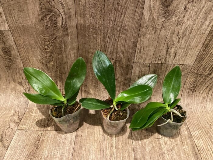 Fragrant Phalaenopsis amboinensis ‘Nicole’ x self (3” Pot) - Image 3