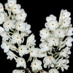 Vanda ampullacea v. alba (3.5” pot)