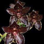 Grammatophyllum Pakkret Armada 'Daimyo' (3.5” pot)