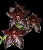 Grammatophyllum Pakkret Armada 'Daimyo' (3.5” pot)
