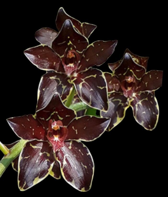 Grammatophyllum Pakkret Armada 'Daimyo' (3.5” pot) - Image 1