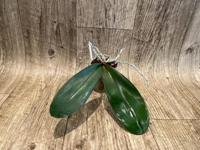 Phalaenopsis sanderiana x sib (3” Pot) - Image 2