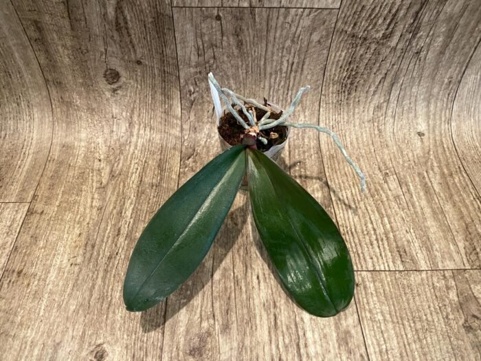 Phalaenopsis sanderiana x sib (3” Pot) - Image 3
