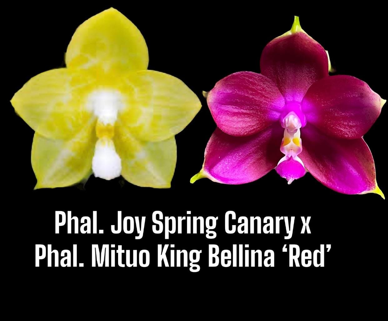 il_fullxfull.6239943394_g0d3.jpg Rare Fragrant Phalaenopsis Joy Spring Canary 'Yaphon' HCC/AOS x Phal. Mituo King bellina ‘Red Apple' (2” Pot) - Image 1