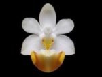 Fragrant Phalaenopsis lobbii (2” Pot)