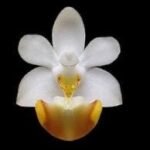 Fragrant Phalaenopsis lobbii (2” Pot)