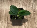 Fragrant Phalaenopsis lobbii (2” Pot) - Image 3