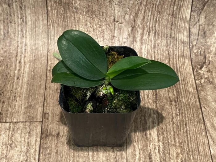 Fragrant Phalaenopsis lobbii (2” Pot) - Image 3