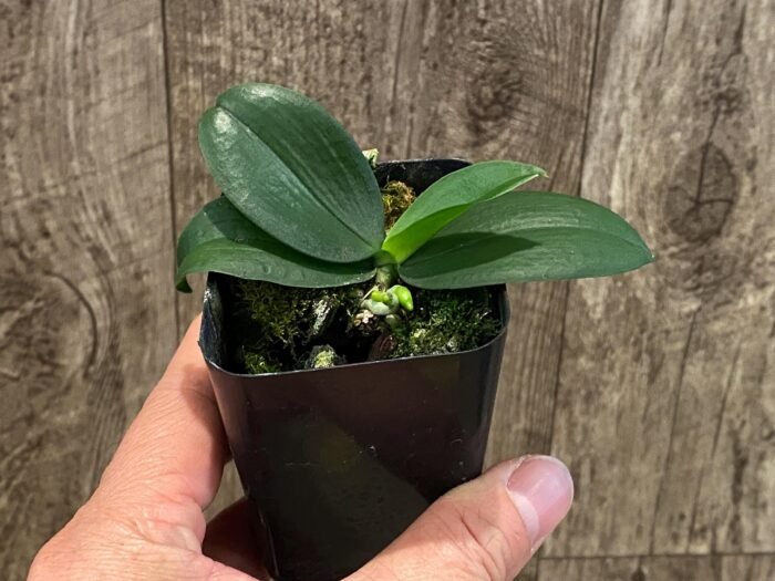 Fragrant Phalaenopsis lobbii (2” Pot) - Image 4