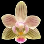 Double Spikes Phalaenopsis I-Hsin Seven Fairy (3.5” Pot)