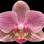 Double Spikes Phalaenopsis I-Hsin Oscar "G078" (3.5” Pot)