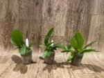 Double Plants Very Fragrant - Phalaenopsis Sapphire's Galah (P. Purple Martin x P. violacea) (3” Pot) - Image 2