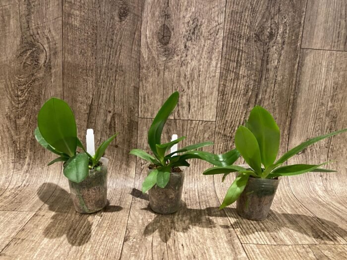Double Plants Very Fragrant - Phalaenopsis Sapphire's Galah (P. Purple Martin x P. violacea) (3” Pot) - Image 2