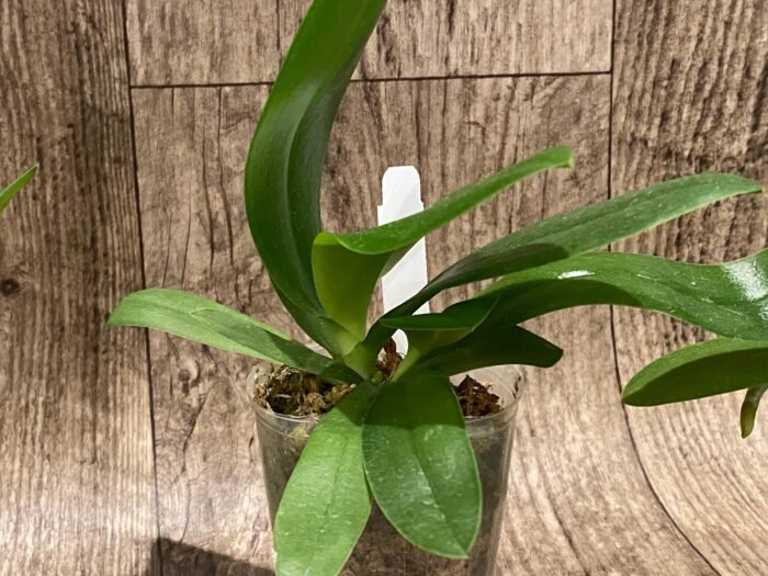 Double Plants Very Fragrant - Phalaenopsis Sapphire's Galah (P. Purple Martin x P. violacea) (3” Pot) - Image 5
